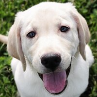 Dog Owners UK(@dogownersuk) 's Twitter Profileg