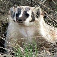 Spreading the word on conservation issues facing carnivores and other wild species in Canada.