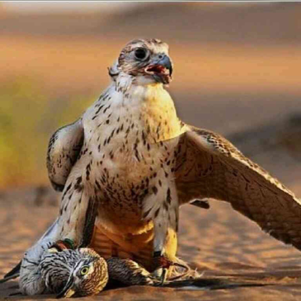 كن راقياً ؛ بِ فِكرك ، بِ كِتابَاتكَ ، بِ أفَعالك ، أخَلاقَك سَ تَجذب إليكَ قلوب النَااَس وَ إن كَانوا لاَ يَعرفونَ عَنكَ شَيئاً ♡♥..