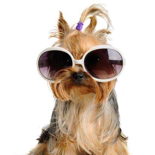 ☆LOVELY＆FUNNYな☆犬の服の画像を紹介していきます。【  子犬のかわいい洋服＆GOODSの通販店やってます♪ 是非どうぞ♪】
http://t.co/ZrrqAM0Lys