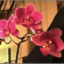 Tamara Haynes - @Hortchick1 - Twitter