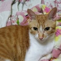 太陽という名の猫 (@taeyang517) 's Twitter Profile Photo