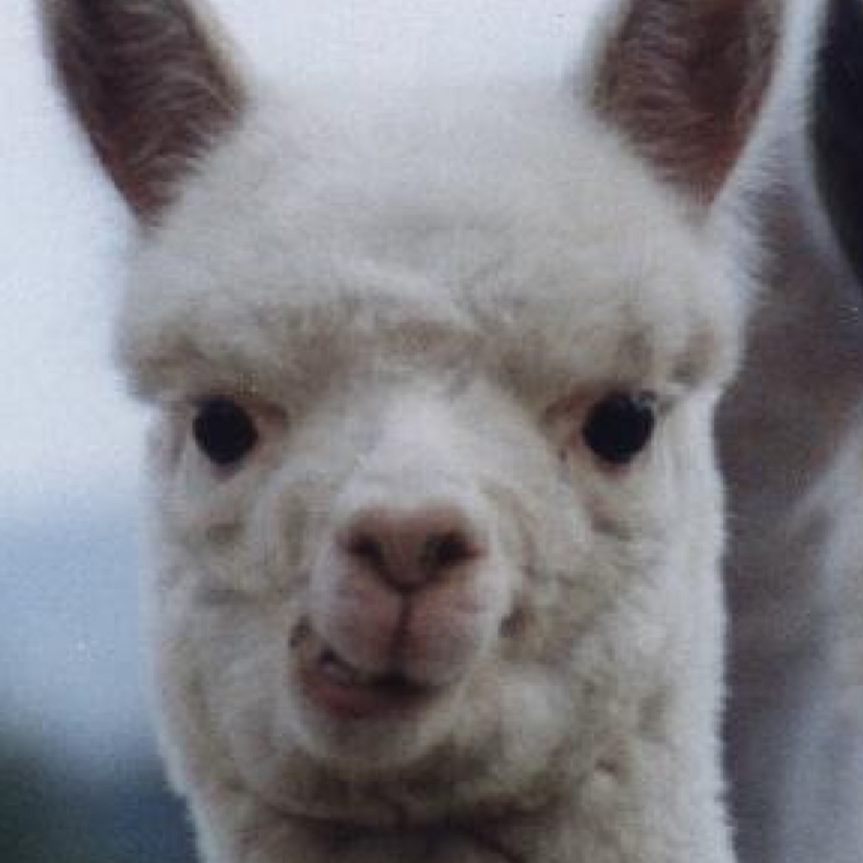 Josh_Corcoran55 Profile Picture