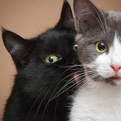 choongecho's profile picture. 부산,양운고,고려대,게임,경영