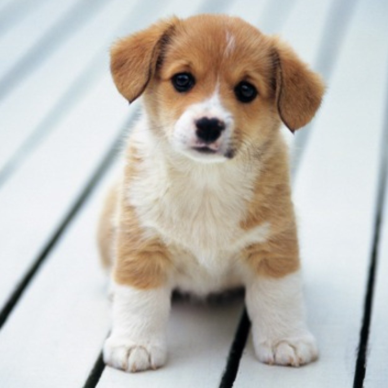 Follow For Daily Puppie Pics!