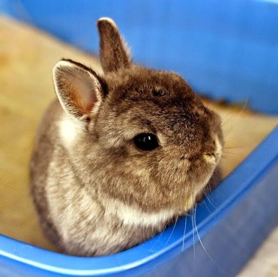 @dailysquishster