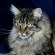 felinelovers's profile picture. We love our cat and want to share stories and pictures with other cat lovers.
