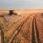 Ramsey_Farms's profile image