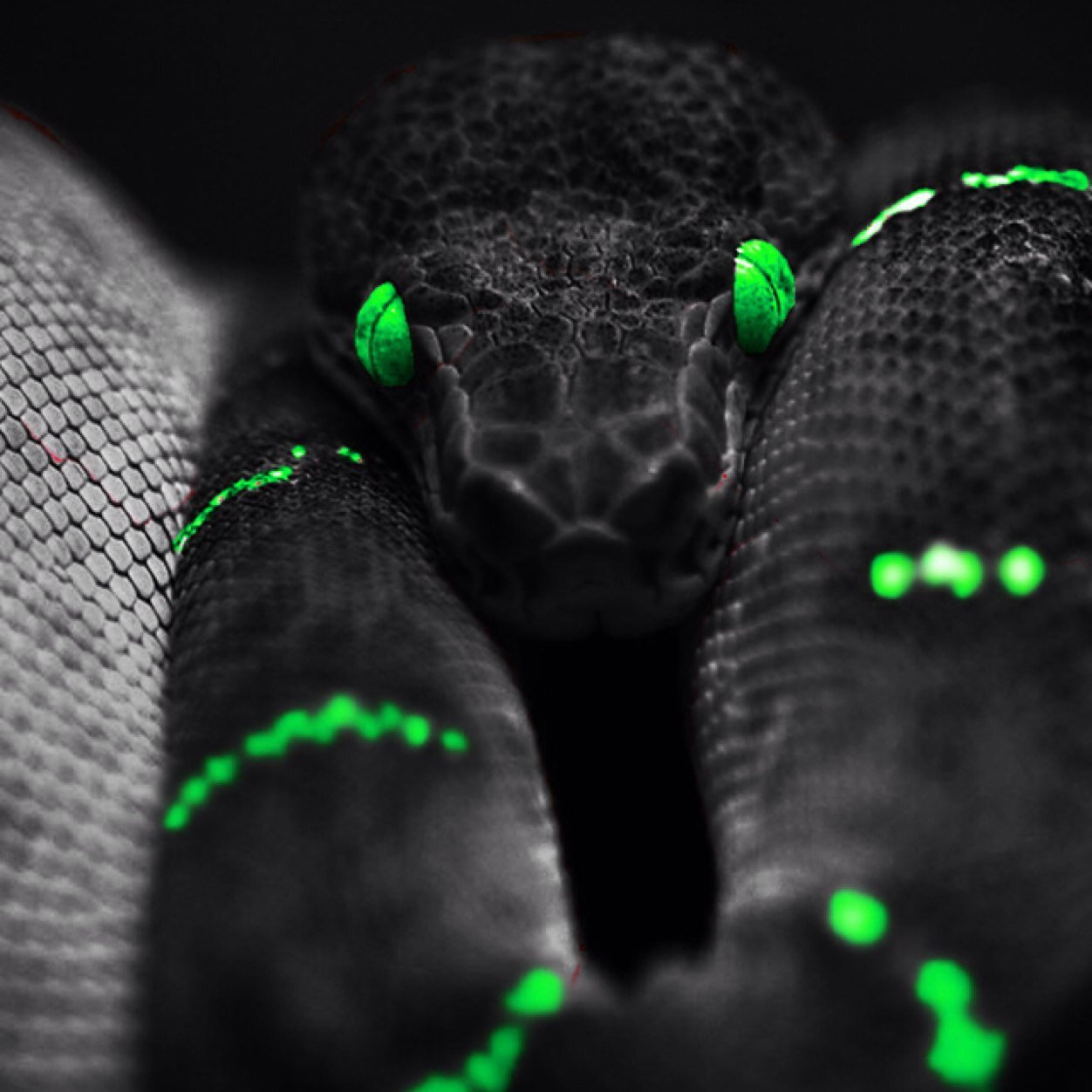 ToColdToBeWarm's profile picture. 