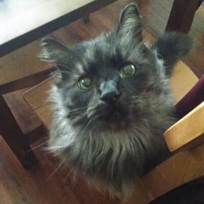 cats are better than people