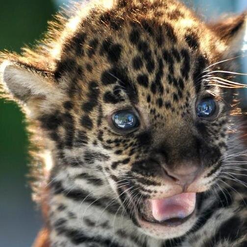 Jaguar_1208's profile picture. 