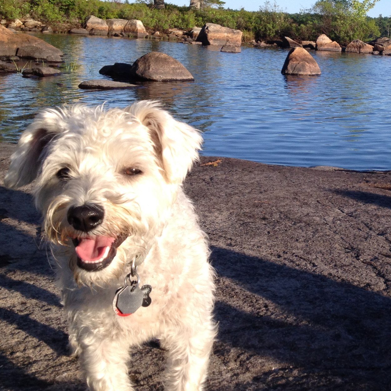 oscarwildpup's profile picture. In the fursuit of happiness