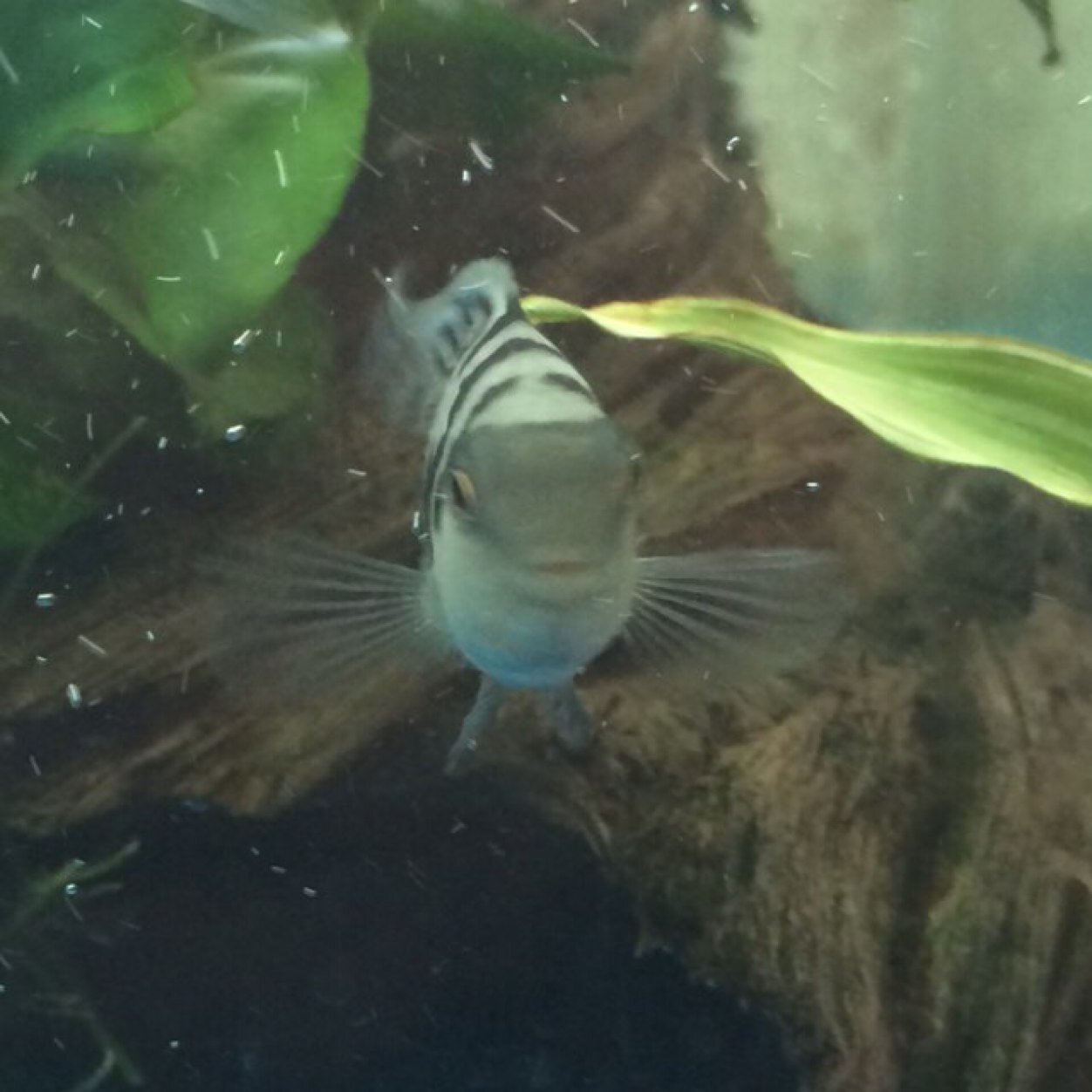 We offer advice, we share experiences, we share facts and help, we share photo's of tank set ups. #TropicalFish #FishTank
Co-Owner of - @TOTK96
Me - @DaveBicko
