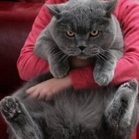 Кот Василий (@cheefvasilij) 's Twitter Profile