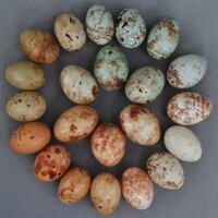 Claire Spottiswoode (@honeyguide) 's Twitter Profile