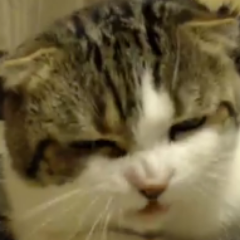 hisa_1313's profile picture. 