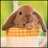elernasu's profile image