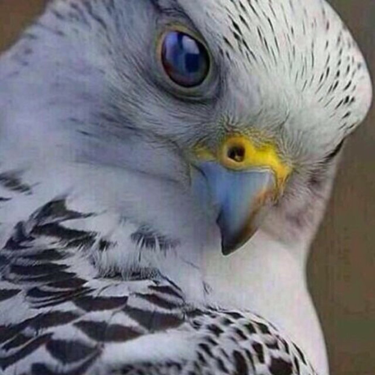 amabdlaziz Profile Picture