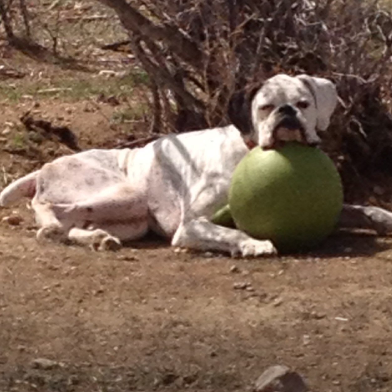 ygoldman's profile picture. 