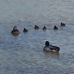 nzdeerhunter's profile picture. 