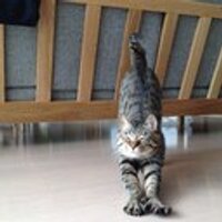 はらへった (@harahetta0129) 's Twitter Profile