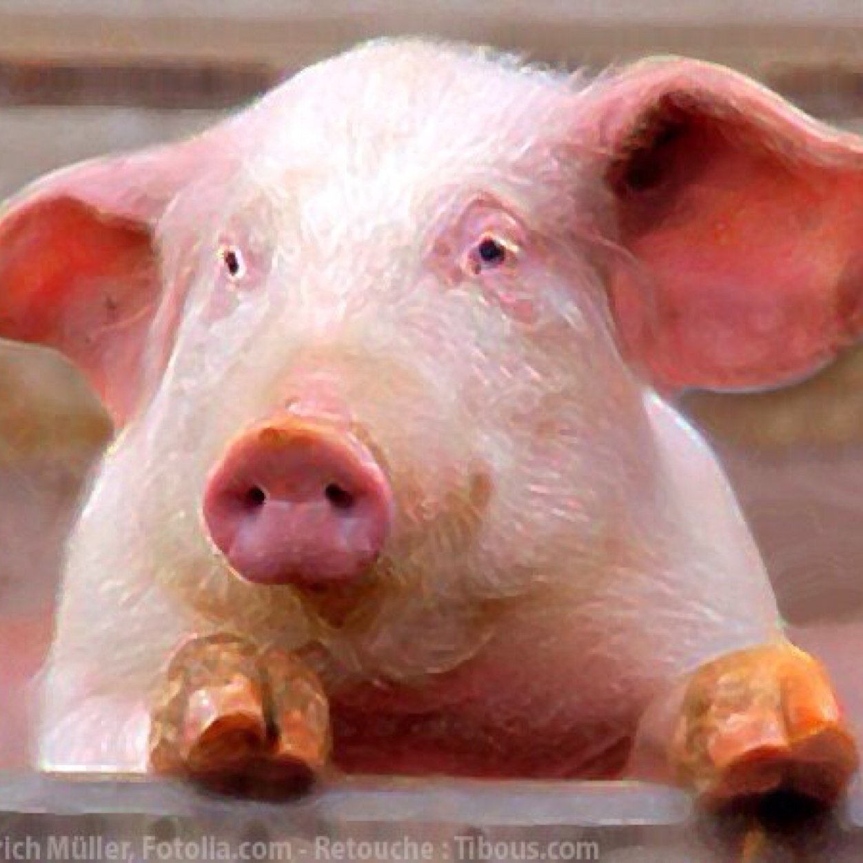 tattootellu's profile picture. 