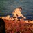 Mavrikshehab's profile image