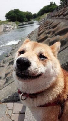 旅行大好きな旅人マロヒロ🏖・・・・・・・・・・散歩大好きな柴犬マロロン🐕・・・・・・・・・・スマホで楽しみながら撮影をした写真をツイートしていきます。
　これと言って特にありませんが、ツイートを見て楽しんでいただけたらと思います(^o^ゞ