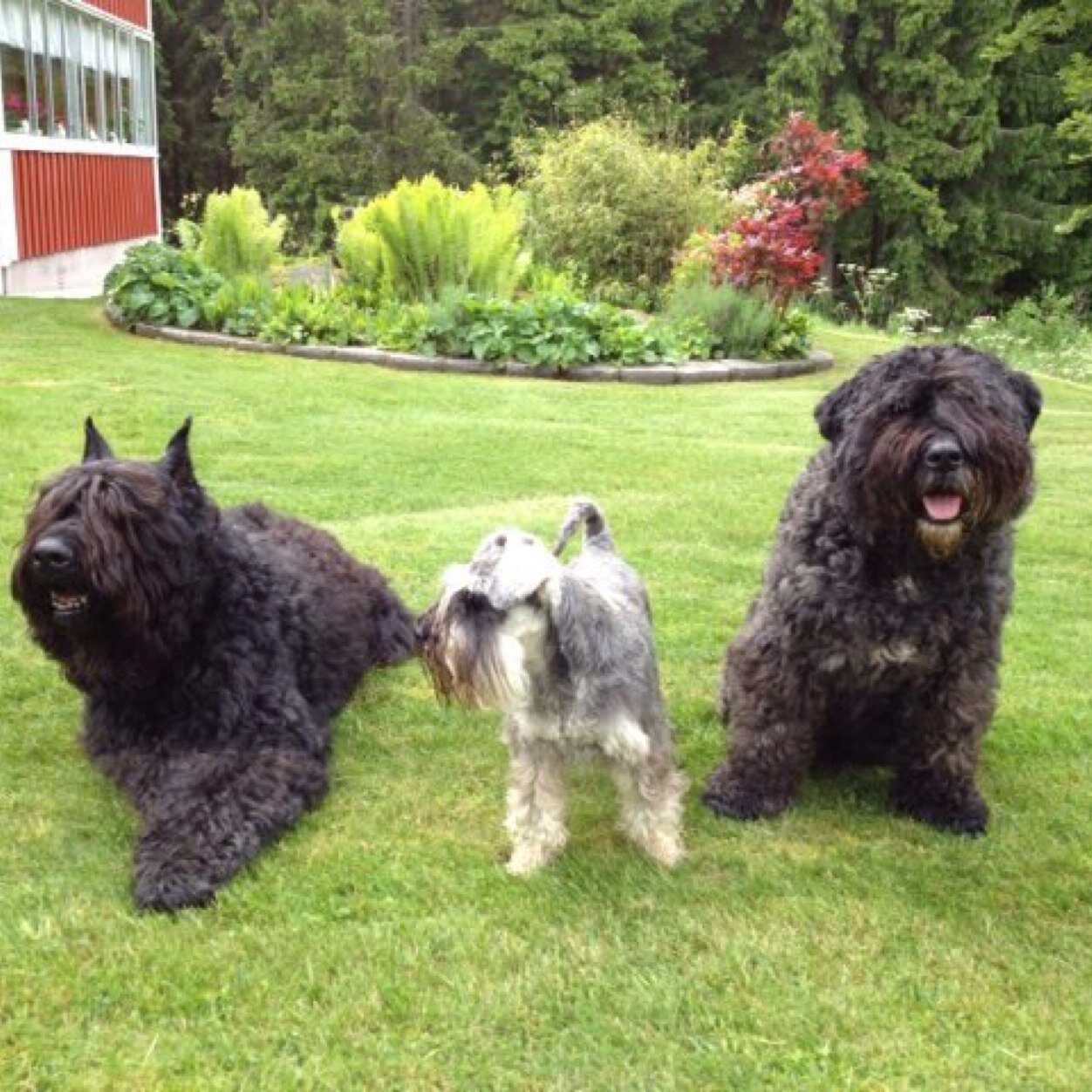 bear_jock's profile picture. 