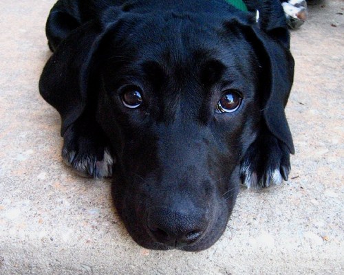 ElliotGThomas's profile picture. 