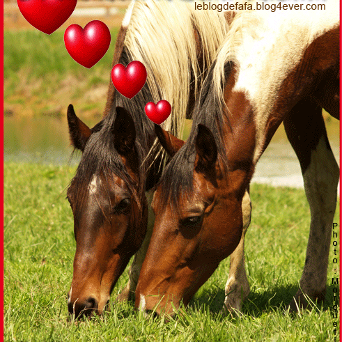 Fanchevauxhorse E Carte Anniversaire Gratuite E Cadeau Gratuit Cheval Curieux Qui Fixe Le Ou La Destinataire Http T Co Piintan8 Fanchevauxhorse E Carte Anniversaire Gratuite E Cadeau Gratuit Cheval Curieux Qui Fixe Le Ou La Destinataire Http T Co Piintan8
