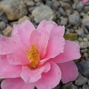 Ingrid Hung - @ingridhung - Twitter