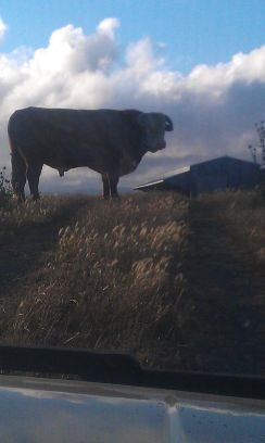 JoThebigo's profile picture. 