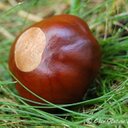 Sarah Lapham - @SewBN - Twitter