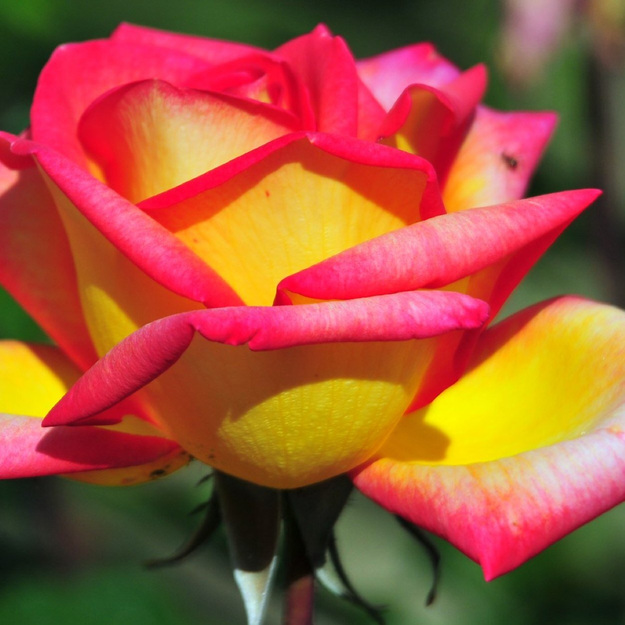 ldownin1's profile picture. I made a twitter because la Copa Mundial started.