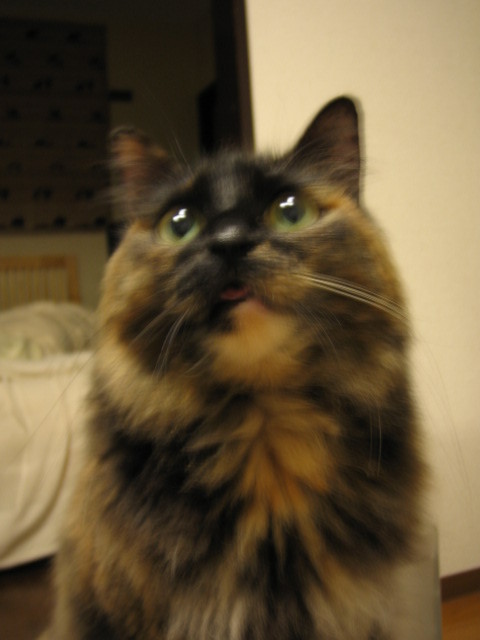 ykkujira's profile picture. 