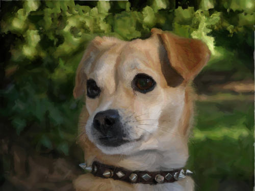 beachpuppy's profile picture. 