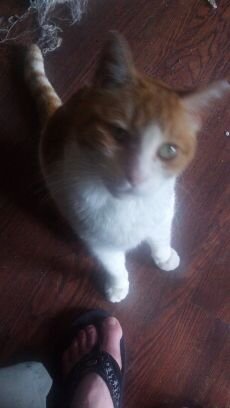 ss_koi's profile picture. Ash, Little, and Ember's 😺 hooman.  Opie, Boo and Pumpkin's 🐶 too.