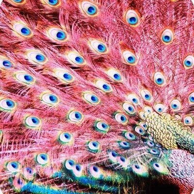 EnchantParadise's profile picture. A Wonderlust of art and design, comedy, creativity, music, self expression, emotions, costume design, feng shui, self love gala darling, writing, fashion design