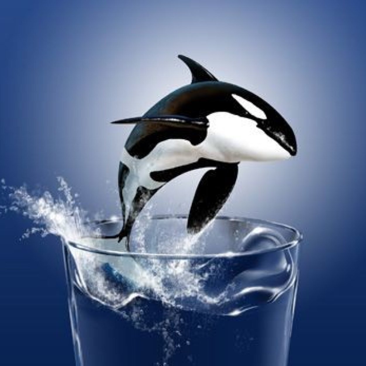 Join the force to bring down SeaWorld. Let them be free and have the life they deserve. Orcas, Dolphins and SeaLife⚓️