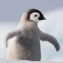 Being a bro is much more than blood ties. It is to be kind, generous, funny, always being there for your friends, wanting peace and much more. Im a penguin #bro