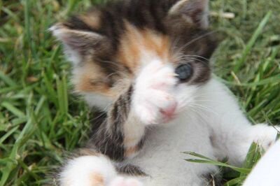 GenoudRene's profile picture. 