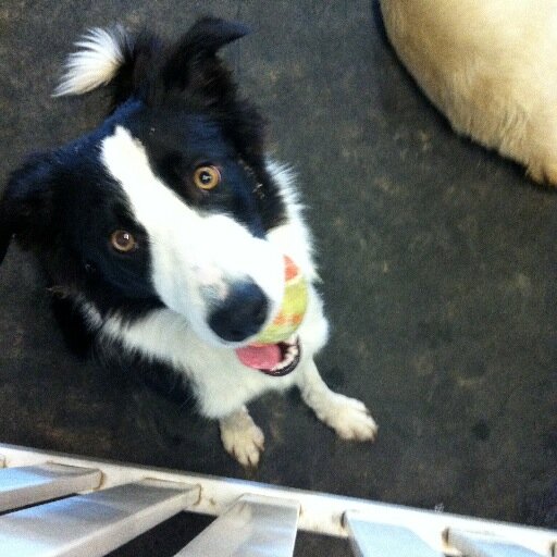 Dogs! Dogs! Dogs! And Games for Dogs!