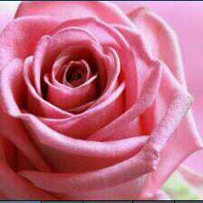 ‏‏‏إذا كان الصدود رضاك فاذهب فإني قد منحتك للصدود !  #لأهل_المدينة
إذا عندك خبر أو إعلان يفيد أهل المدينة أرسله