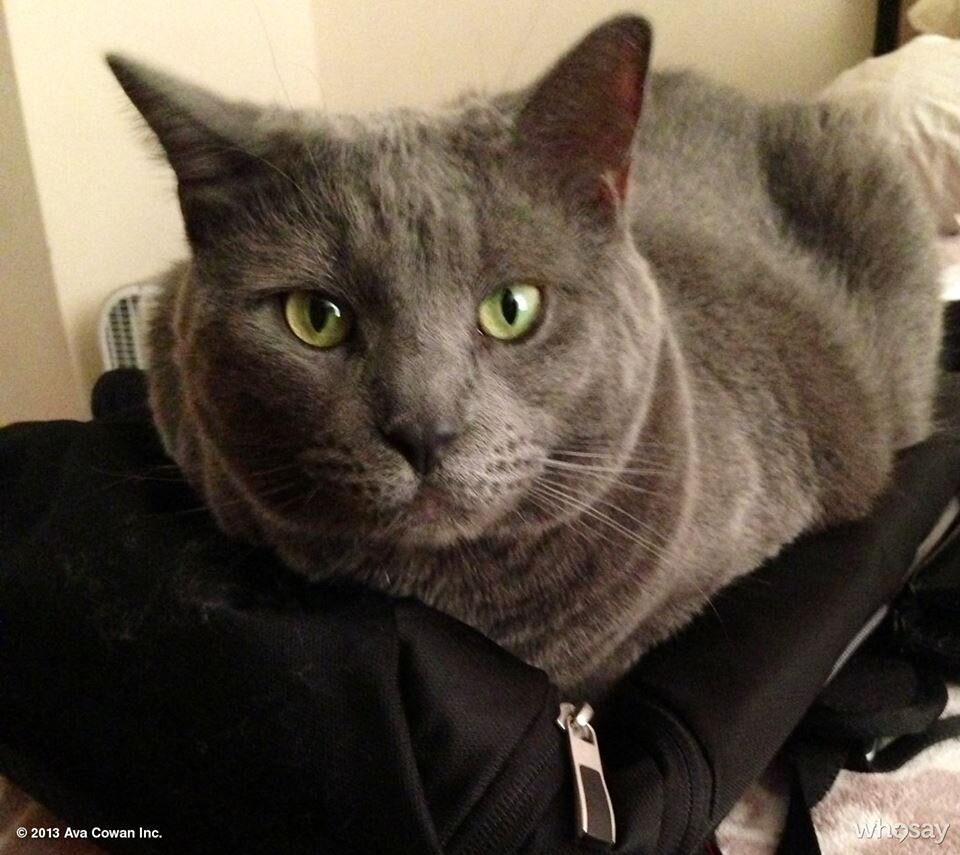 athompsonx1's profile picture. 