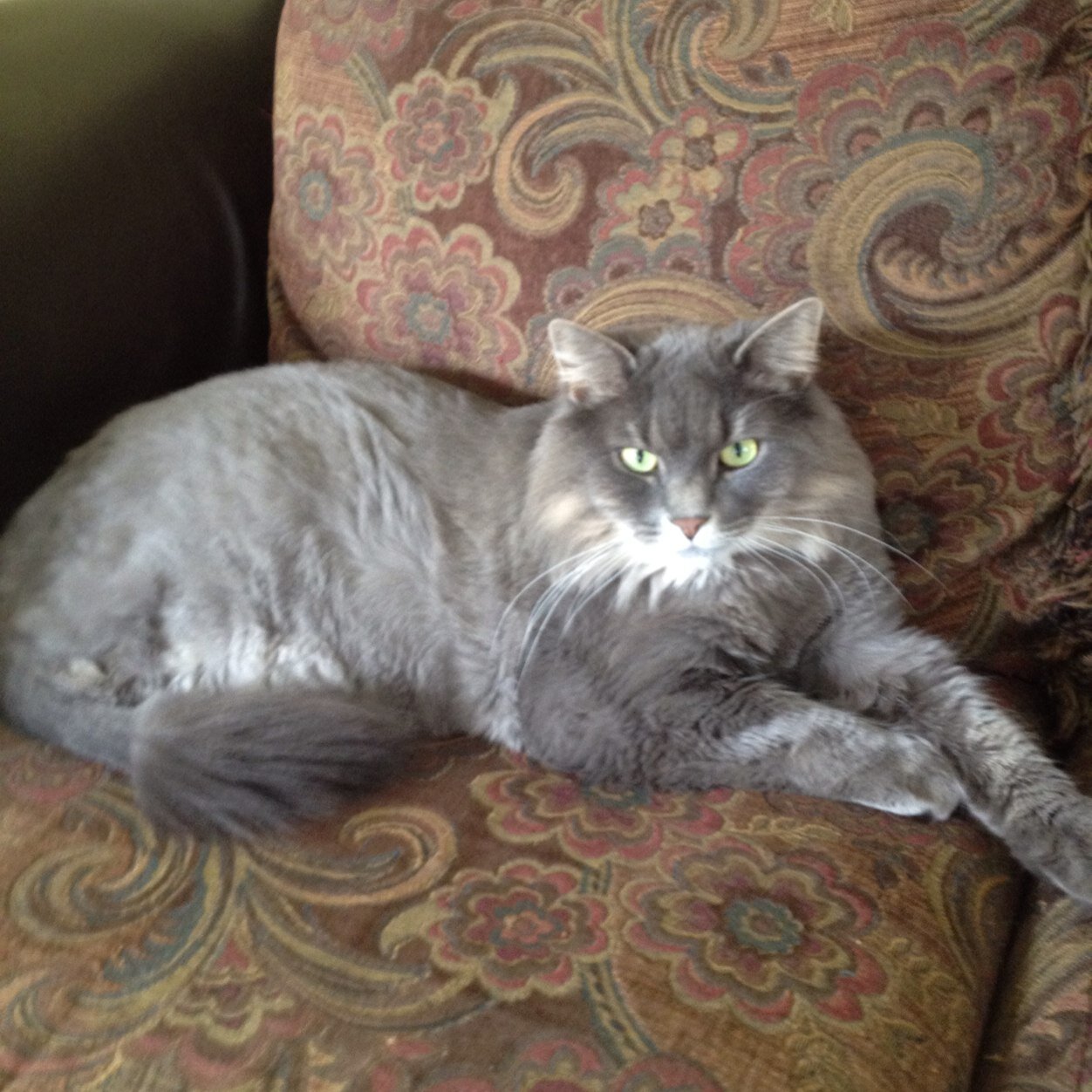 carol_steiger's profile picture. 