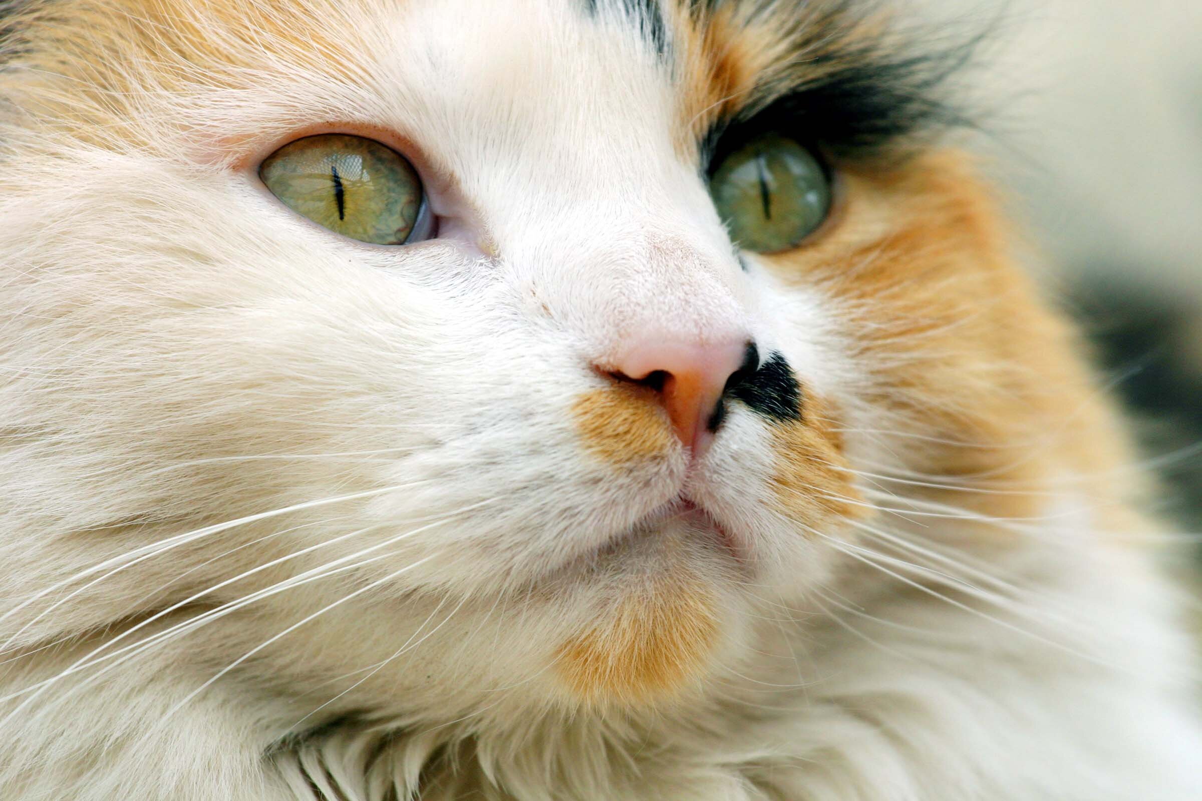 Cat Nap Hotel provides a home away from home for your cat.  We are a boarding kennel and adoption facility devoted to the best care for your best friend.