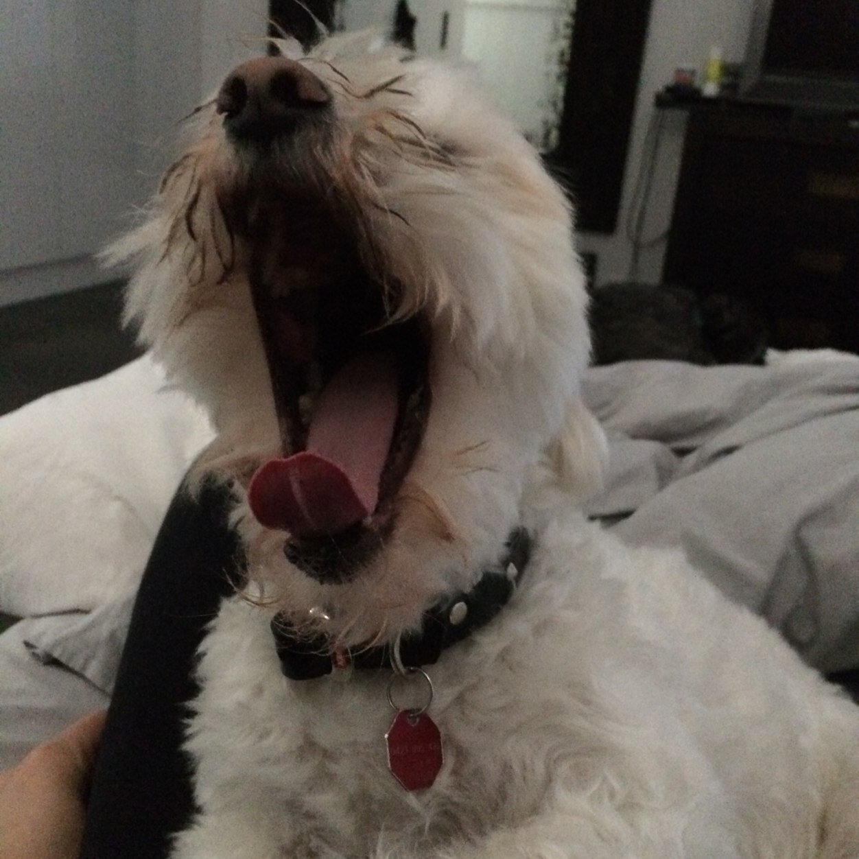 Im a curly haired maltese.. LOVE LOVE LOVE Walks! Have to much time on my hands so i obsess over my persons my baby brother & my super cute sister @yumithecutie