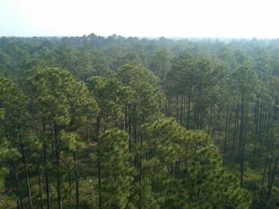 The Austin Cary Forest is a teaching, research, and extension facility of the School of Forest Resources & Conservation-UF/IFAS.