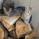 Ashley Johnson - @Aj33Ashley - Twitter